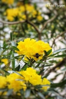 [Truyện Chữ] - Thế Thân Của Vợ Cũ