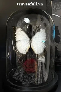 [Truyện Chữ] - Thiếu Nữ Mặc Váy Hoa Nhí Trong Lồng Giam
