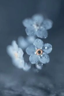 [Truyện Chữ] - [BHTT] Miss Me