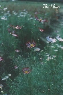 [Truyện Chữ] - Bỏ Cha Giữ Con