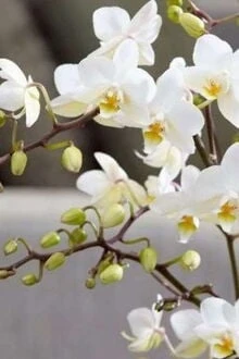 [Truyện Chữ] - Muôn Hoa Trên Gấm