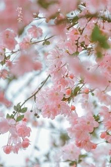 [Truyện Chữ] - Sau Khi Pháo Hôi Biến Thành Ngốc Nghếch